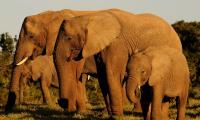 Elefantflok afrika