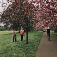 Tre ældre mennesker går i en park med kirsebærtræer 